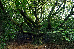 Résultat de recherche d'images pour "brocéliande"